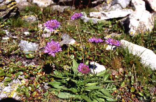 Knautia arvensis vero?